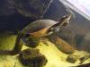 Rotbauch-Spitzkopf-Schildkröte inkl. komplettem Aquarium abzugeben --zu verschen