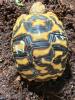 Südindische Sternschildkröten Jungtiere geboren 06/ 2023 mit Papieren