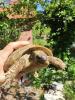 Griechische Landschildkröte Thb Weibchen adult 15 Jahre alt,  eierlegend