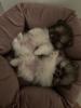 Pomeranian/ Zwergspitz reinrassig mit Papieren