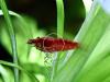 Red Fire Garnele,  Zwerggarnele,  reinerbig,  9€/  10 Stck. (Versand/  Abholung)