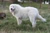 Maremmano Abruzzese Herdenschutzhund
