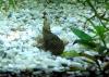 Ancistrus spec.,  brauner Antennenwels (Versand/  Abholung)
