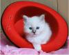 Traumhaftes Heilige Birma Kitten (Mädchen) sucht liebevolles Zuhause auf Lebensz