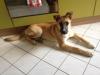 Shadow,  auf der Suche nach dem Glück!!!!