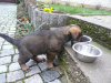 Schäferhundwelpen,  rein DDR,  zu verkaufen