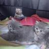 BKH BLH Maikätzchen Kitten Katzenbabies Babys