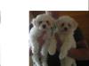 Zwei süße Bichon frisè Welpen   