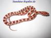 Kornnatter Creamsicle Striped /  Butter Motley /  Butter Striped /  Ultramel /  Butt