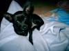 chihuahua rüde,  schwarz,  kein import,  zu verkaufen!!!!!!