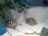 2 griechische landschildkröten,  männchen und weibchen 1jahr alt
