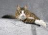 Norwegische Waldkatze,  2 J. alt,  kastriert,  black-tabby-mc./ white