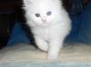 Katerchen,  8 Wo jung,  sucht ein liebevolles Zuhause