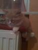 Ragdoll persa mix junge 