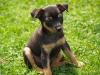 9wochen alten Zwergpinscher abzugeben
