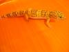 LEOPARDGECKO BOCK 288650
