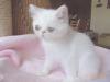 Exotic-Shorthair  Kurzhaarperser  weiß