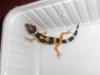 4 junge Leopardgeckos