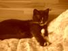 katze kitti wird vermisst
