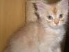Maine coon Kitten