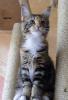      2 Maine Coon Mädels sind .....    