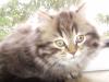 Perserkater,  geb. 19.Juni 2009