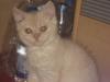 gelocktes cream Katzenbaby