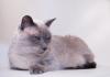 Suche Siamesische Katze blue point