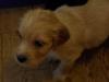 cocker spaniel mischlinge