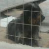 Nerina,  1 Jahr,  sucht liebevolle Familie