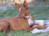 Podenco Rüde KLAUS