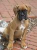 Boxerwelpen,  gelb/ hirschrot