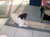 jack-russel- michling