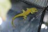 Taggeckos 0, 1, 3 Phelsuma mad grandis 