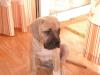habe noch 2 wunderschöne bullmastiff-bordeaux Doggen welpen