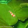 Red Bee Shrimp Grade A 