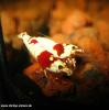 Red Bee Shrimp Grade SS: Doppel Hinomaru,  No entry,  Small Lips. Reinerbige Tomat