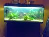 Aquarium komplett mit besatz
