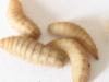 BioReps,  Maden der Schwarzen Soldatenfliege Hermetia illucens