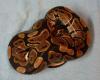 Komplettverkauf von -Boas,  Pythons und Kornnattern