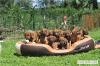 Super süße Rhodesian Ridgeback Welpen