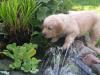 Golden Retriever Welpen abzugeben