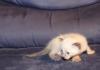 Siam-/ Mainecoon Mixe zu verkaufen