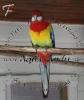 Platycercus eximius - ROSELLASITTICH /  PRACHTROSELLA pro Vogel : 30, 00 EUR