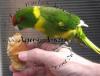 Cyanoramphus novaezelandiae - ZIEGENSITTICH pro Vogel : 30, 00 EUR