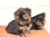 Yorkshire- Terrier Rüden