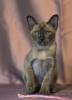 Burma Kitten