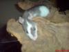 junge ratten