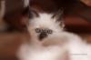 Heilige Birma Kitten - WHISKAS 2010