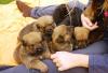 Rottweiler/ Leonberger-Bernersennenmix Welpen
